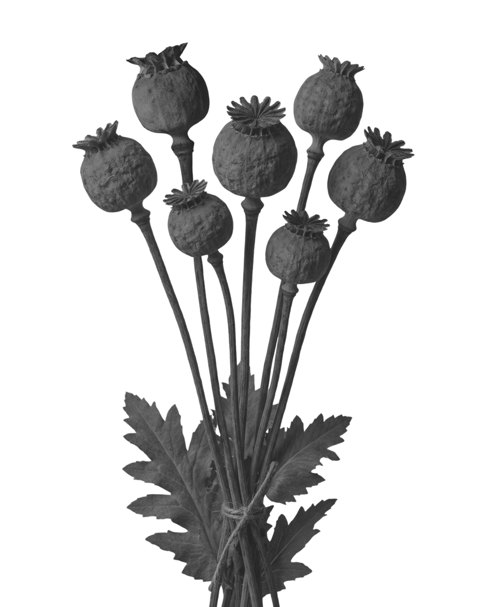 Cápsulas de papoula